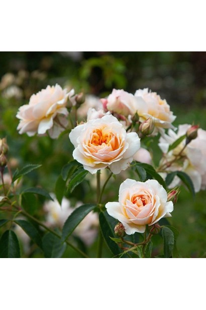 Rosa climber ’Ginger Sylabub’